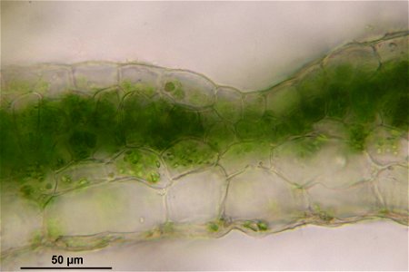 Conocephalum salebrosum
