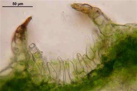 Conocephalum salebrosum