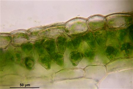 Conocephalum salebrosum