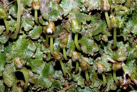 Conocephalum salebrosum