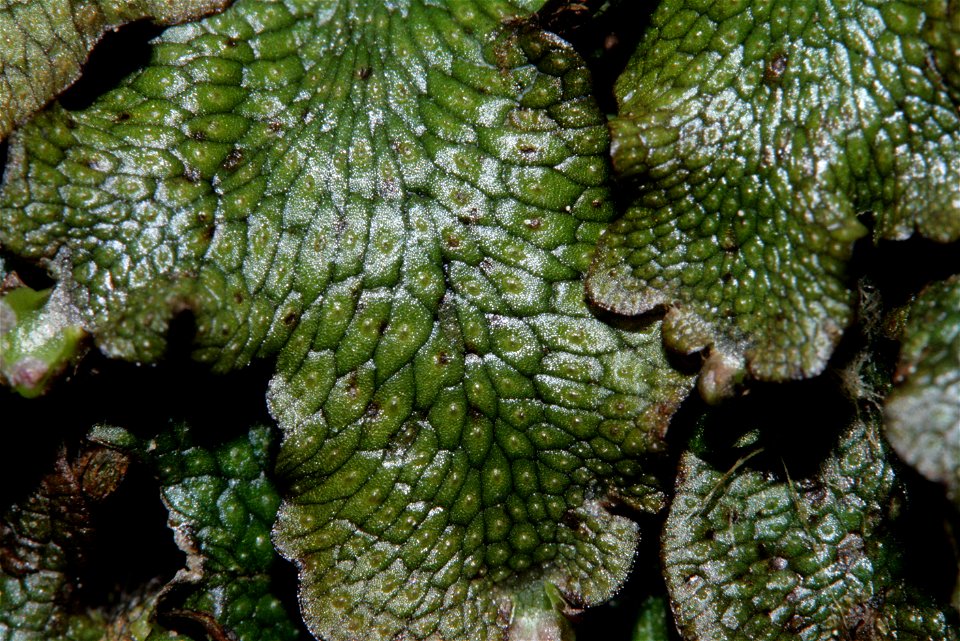 Conocephalum salebrosum