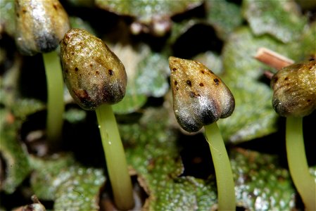 Conocephalum salebrosum