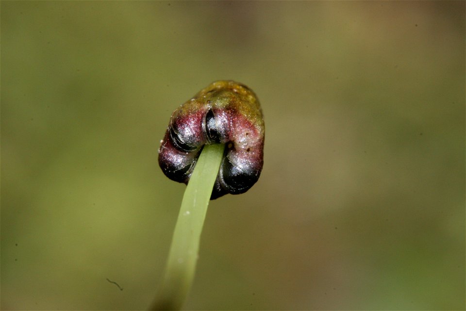 Conocephalum salebrosum