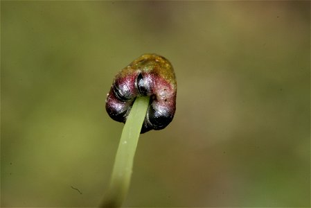 Conocephalum salebrosum