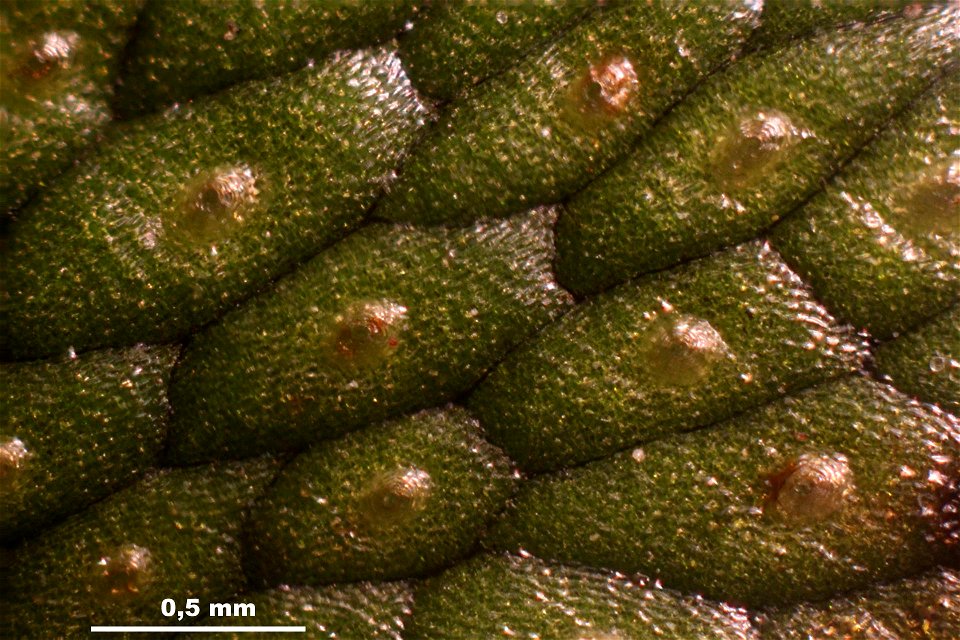 Conocephalum salebrosum