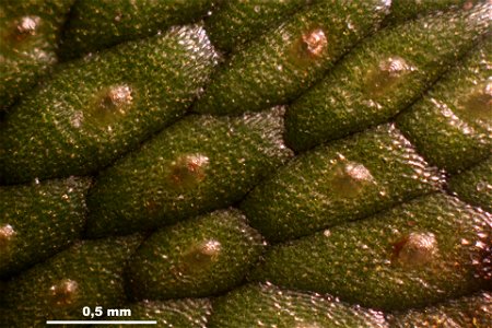 Conocephalum salebrosum