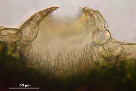 Conocephalum salebrosum