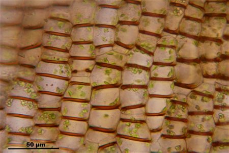 Conocephalum salebrosum