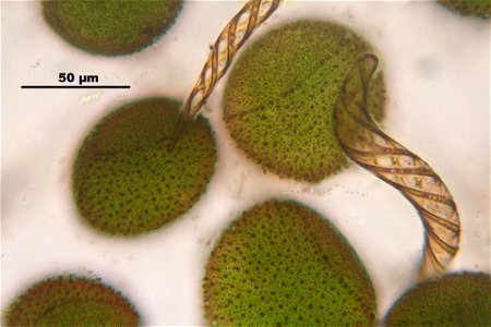 Conocephalum salebrosum