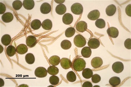 Conocephalum salebrosum