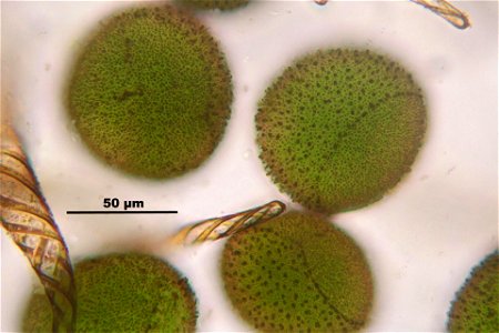 Conocephalum salebrosum