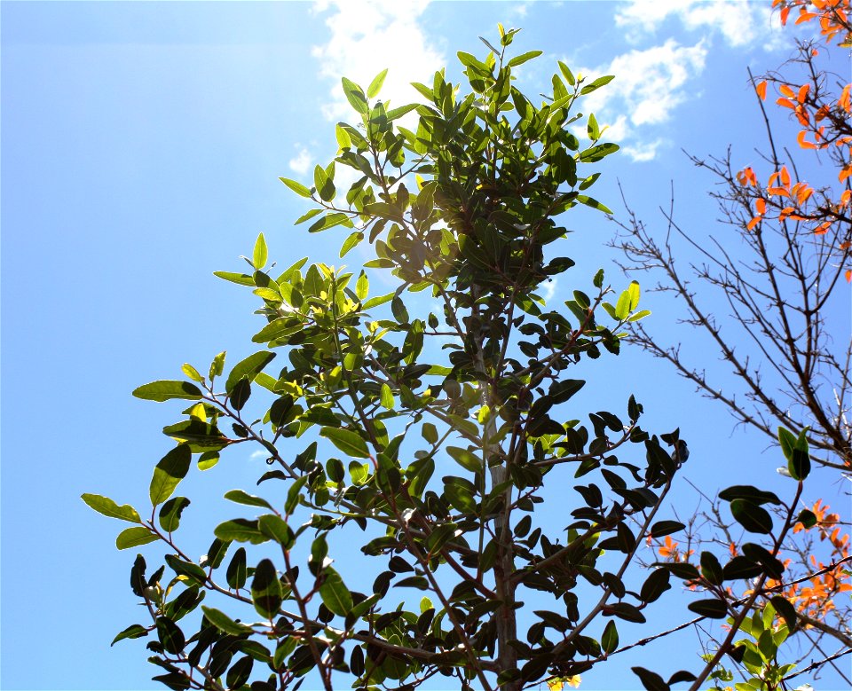Apodytes dimidiata tree.