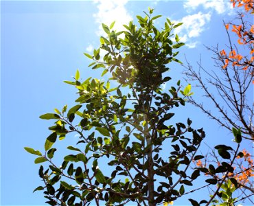 Apodytes dimidiata tree.