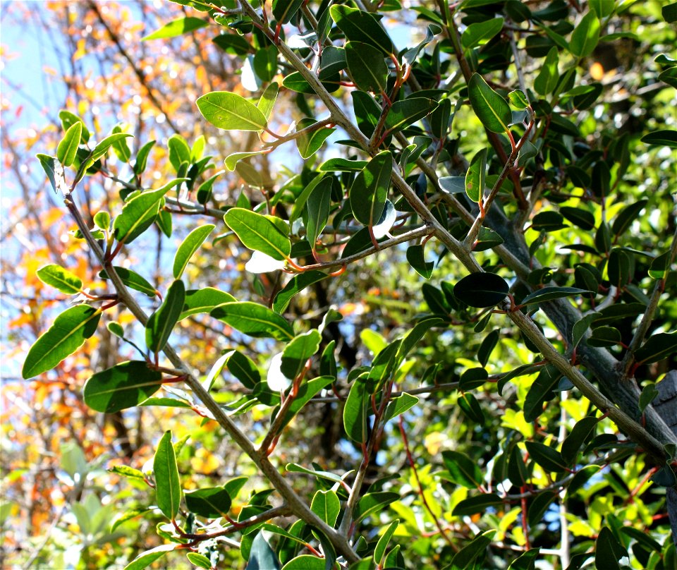 Apodytes dimidiata tree. Detail of leaves and branches.