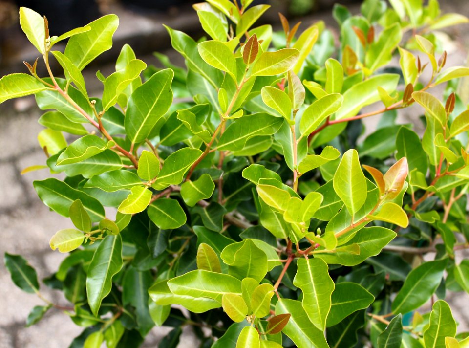 The White Pear tree of South Africa. Juvenile in a nursery.