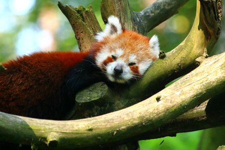 Dormant rest zoo
