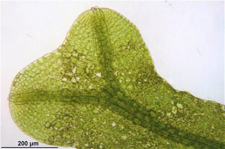 Metzgeria furcata