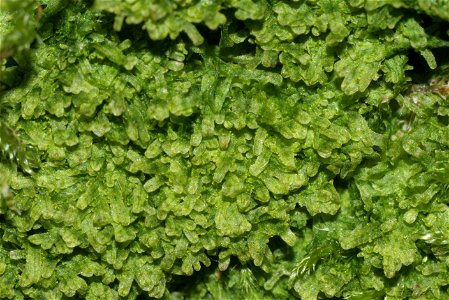 Metzgeria furcata