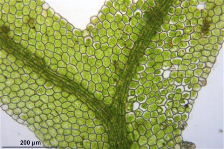 Metzgeria furcata