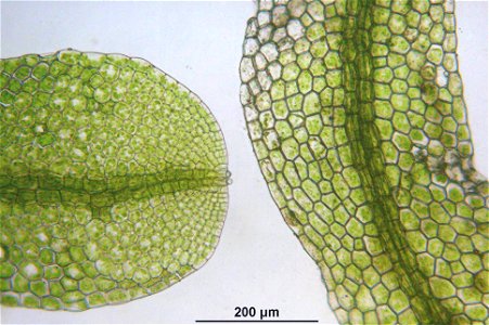 Metzgeria furcata