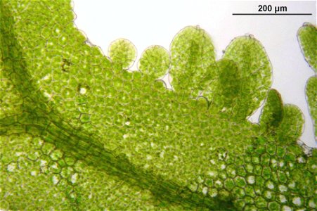 Metzgeria furcata