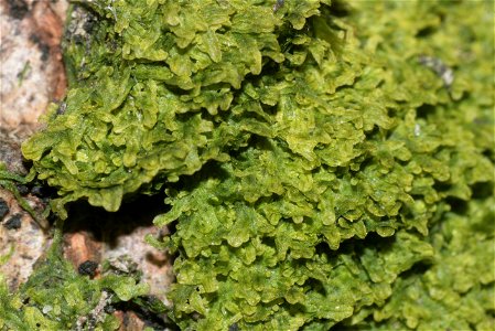Metzgeria furcata
