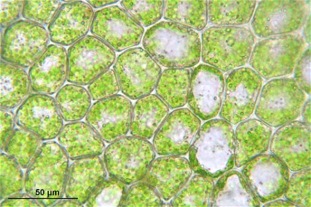 Metzgeria furcata