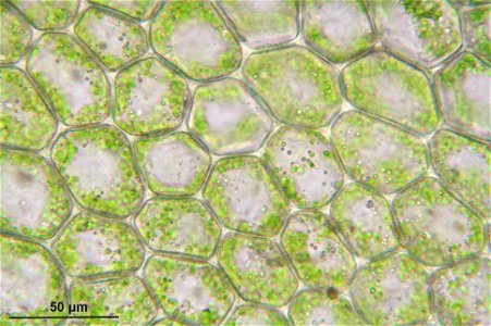 Metzgeria furcata