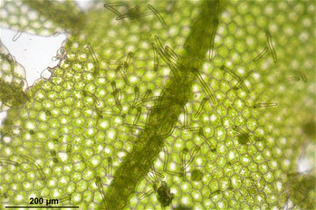 Metzgeria furcata