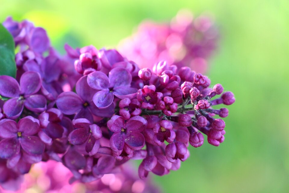 Blossom bloom magenta photo