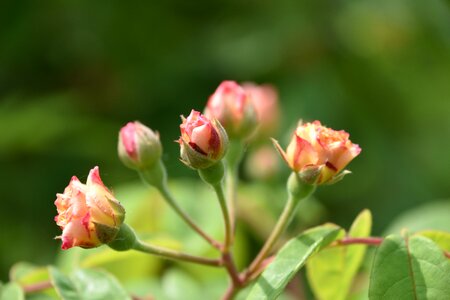 Plants summer perfume