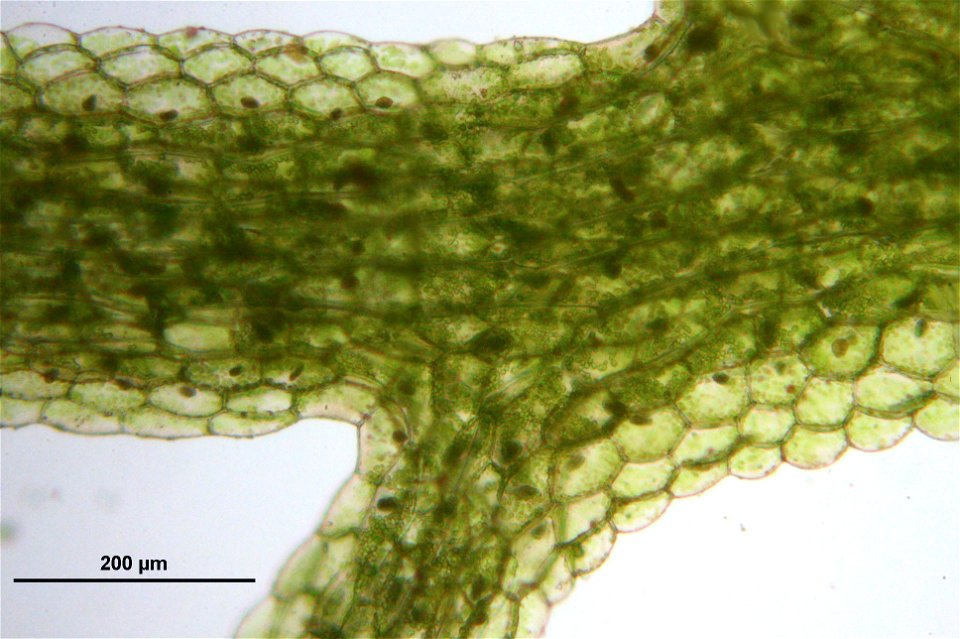 Vielspaltiges Riccardimoos (Riccardia multifida), Mikroskopaufnahme eines Thallus-Ausschnittes