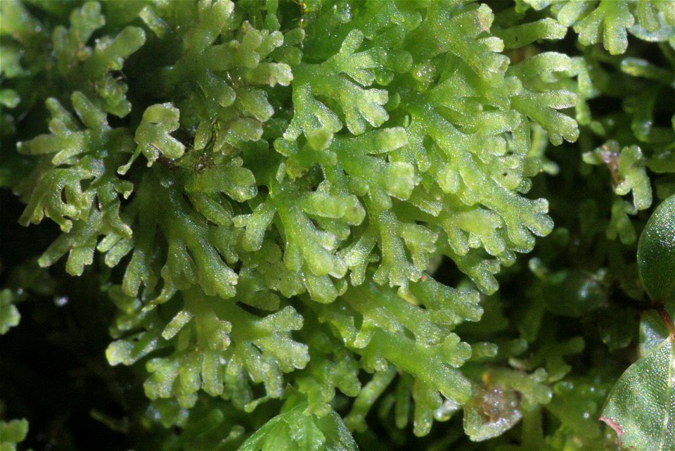 Vielspaltiges Riccardimoos (Riccardia multifida), Aufnahmeort:  Ybbstal, Niederösterreich, Austria