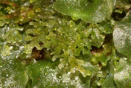 Riccardia multifida