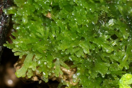 Riccardia multifida