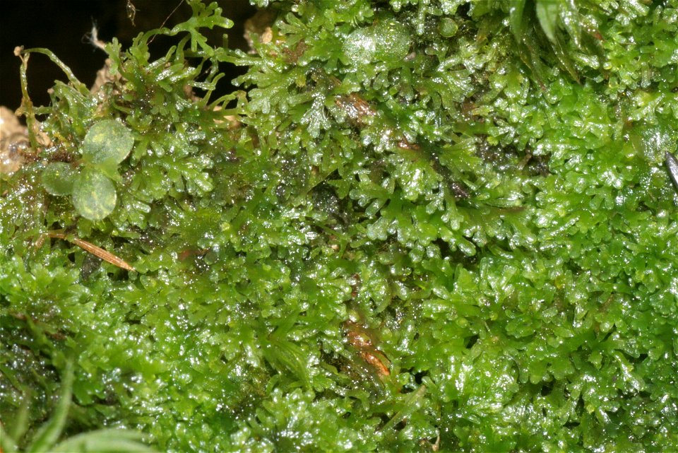 Riccardia multifida