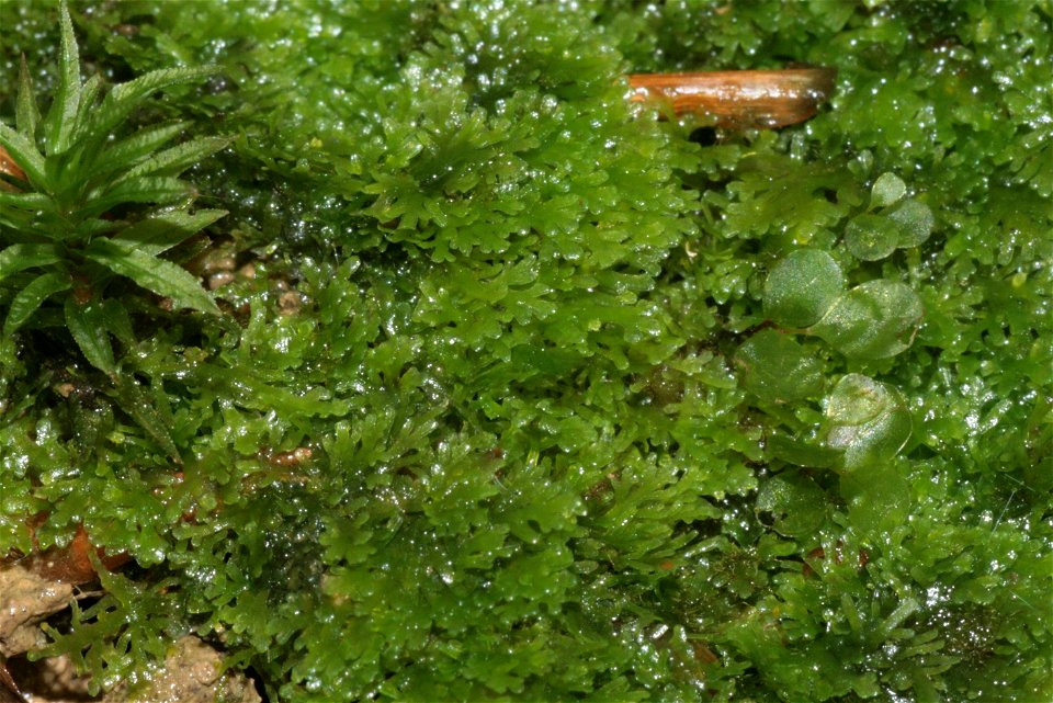 Riccardia multifida