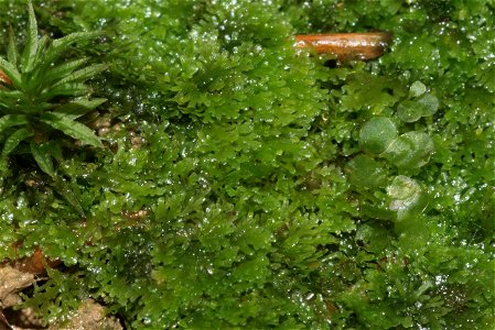 Riccardia multifida