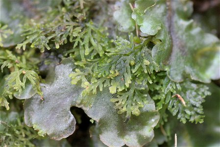 Riccardia multifida and Pellia epiphylla