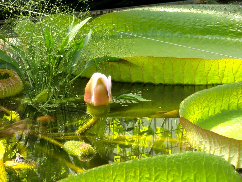 Giant water lily in the Bochum botanical garden.