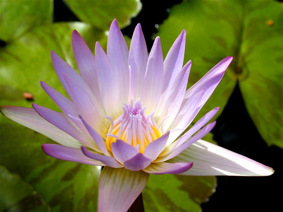Pond Lilly at Sunrise