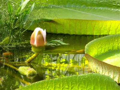 Giant water lily in the Bochum botanical garden.