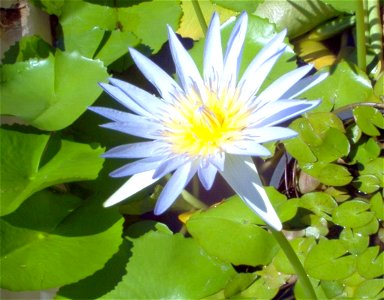 Flower and leaves from Australian Water Lily photo