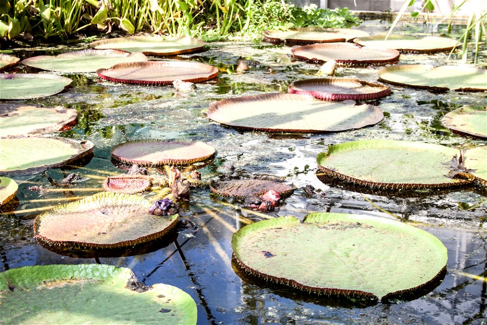 Victoria amazonica, Botanical Garden, Budapestlabel QS:Len,"Victoria amazonica, Botanical Garden, Budapest" label QS:Lhu,"Amazonasi óriás-tündérrózsa, Füvészkert" photo