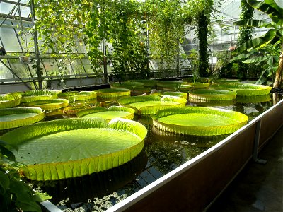 Giant water lily in the Bochum botanical garden.