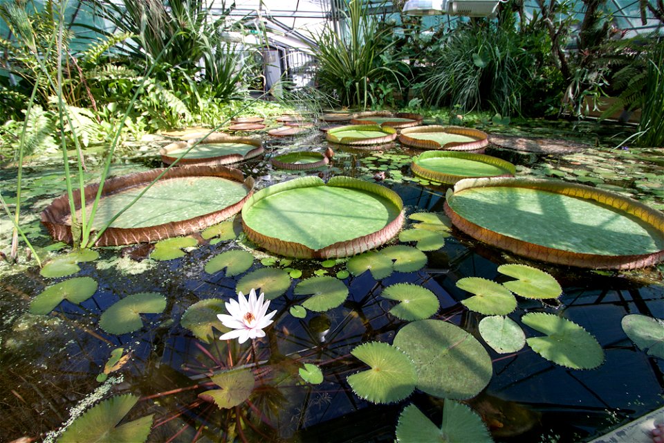 Victoria amazonica, Botanical Garden, Budapestlabel QS:Len,"Victoria amazonica, Botanical Garden, Budapest" label QS:Lhu,"Amazonasi óriás-tündérrózsa, Füvészkert" photo