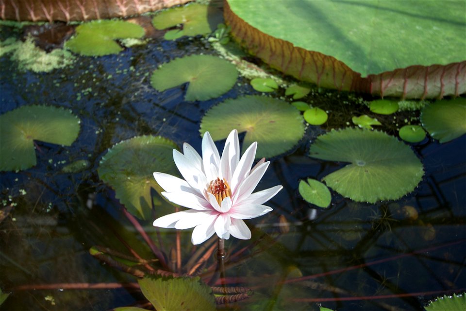 Victoria amazonica, Botanical Garden, Budapestlabel QS:Len,"Victoria amazonica, Botanical Garden, Budapest" label QS:Lhu,"Amazonasi óriás-tündérrózsa, Füvészkert" photo