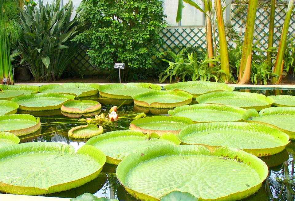 Giant water lily, Villa Taranto, Lago Maggiore photo