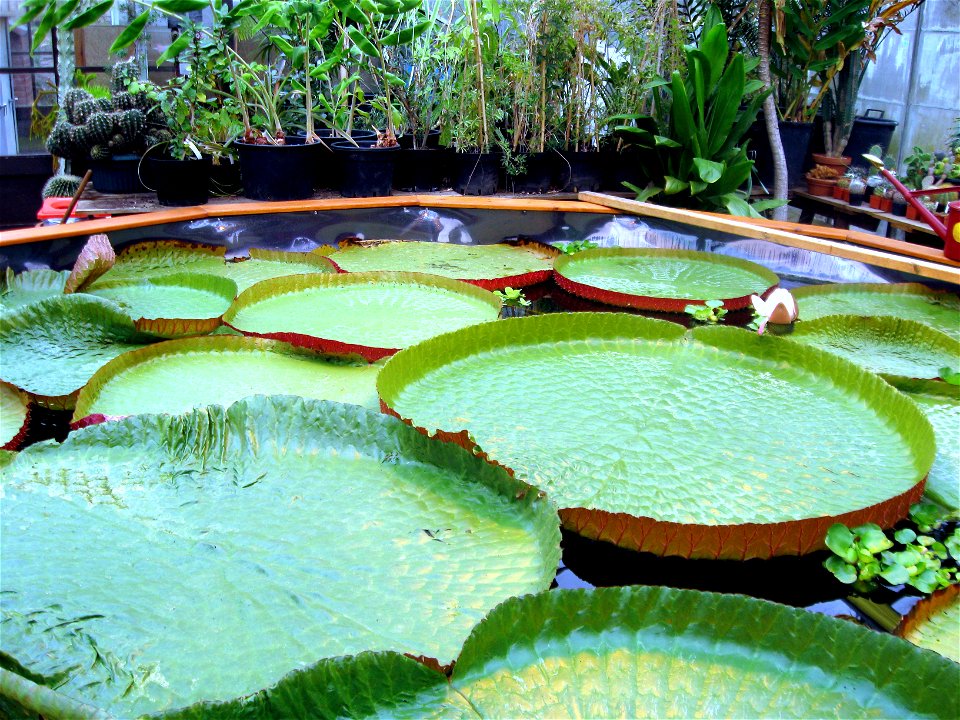 Victoria amazonica photographed at Durham University Botanic Garden on 3 June 2009.