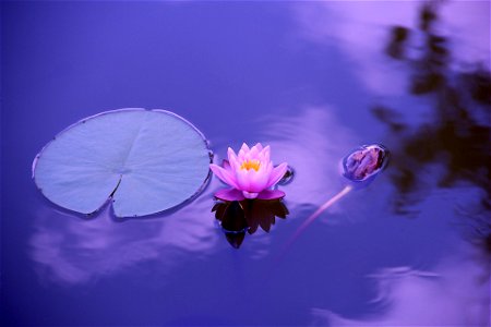 Hoa sen hồng trong hồ nước, bên cạnh là một lá sen nhỏ photo